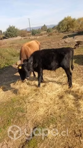 Vaca jersey