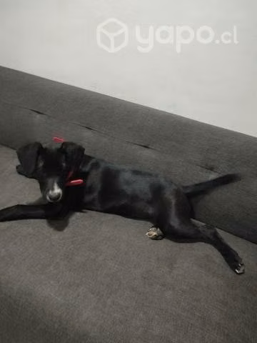 Adopción perrita