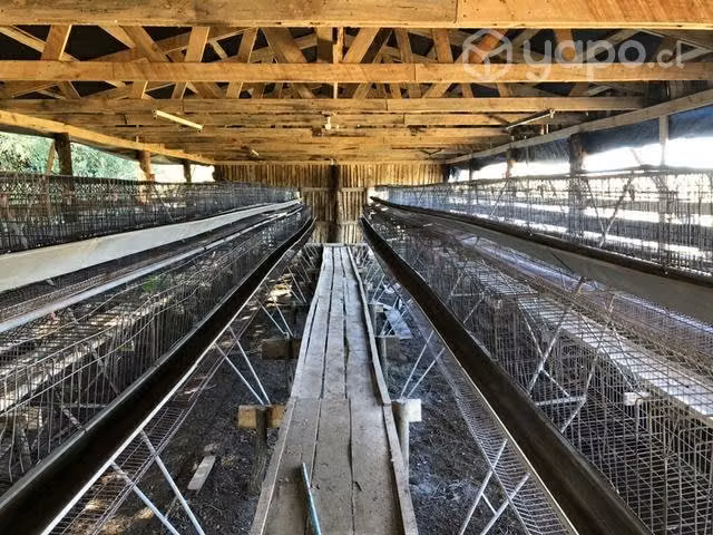 Jaulas para gallinas ponedoras