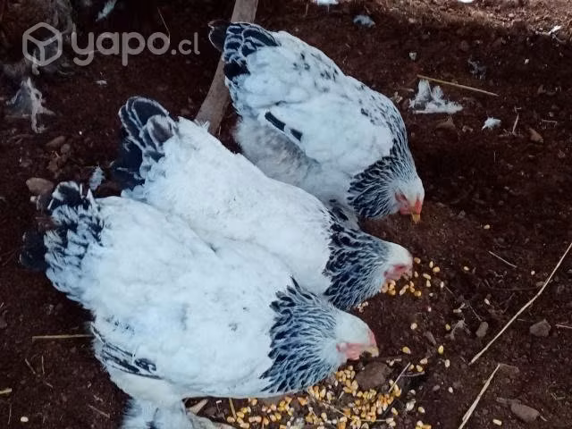 Gallinas brahama