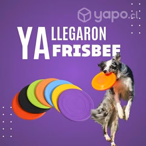 ¡Frisbee para perro!