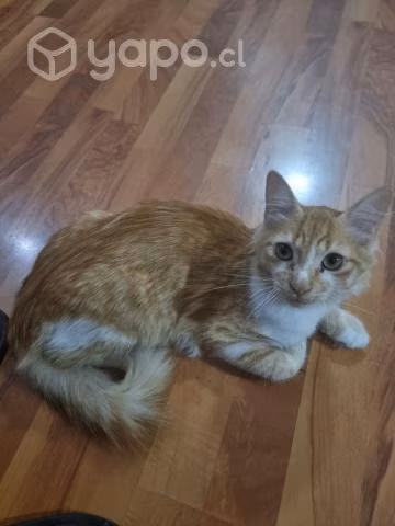 Regalo gatito macho