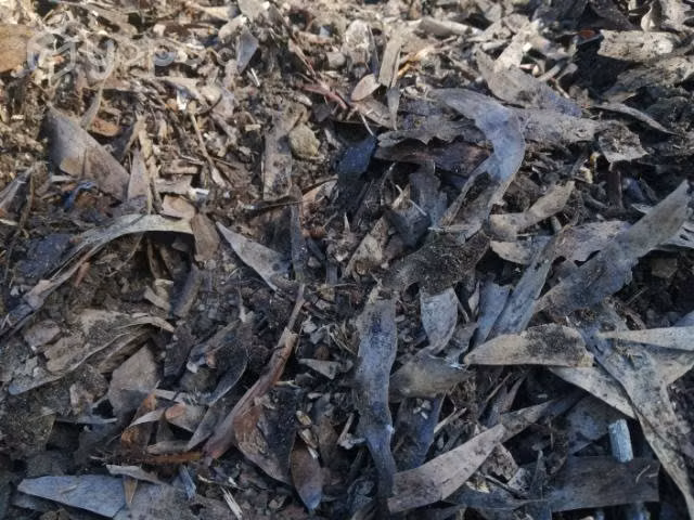 Hojarasca para hacer tierra de hoja penco
