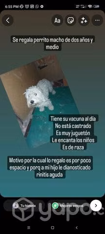 Se regala perrito