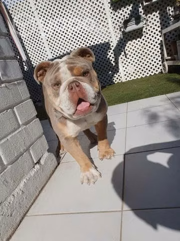 bulldog ingles busco novia