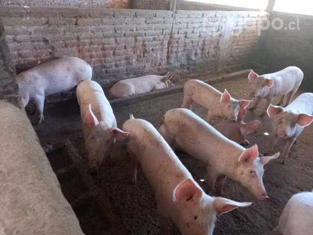 Cerdos Lechones y Cerdas preñadas