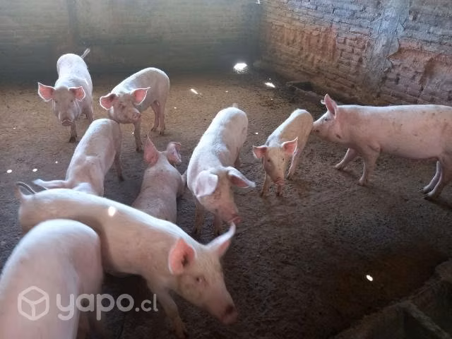 Cerdos Lechones y Cerdas preñadas