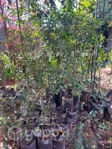 Arboles Ligultros, Peumos, Quillay y otros