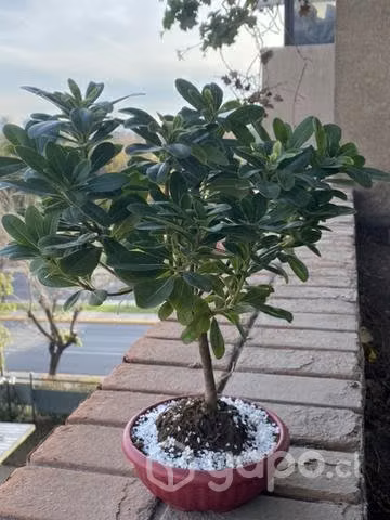Bonsái de pittosporum