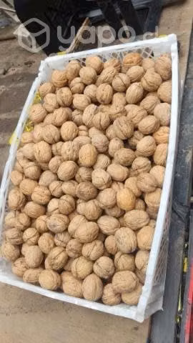 Nueces del año