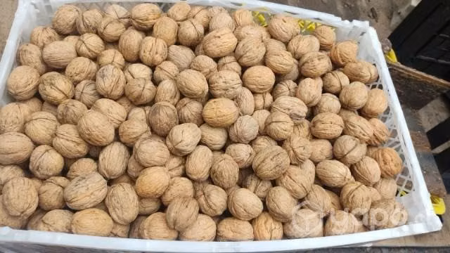 Nueces del año - Imagen 2