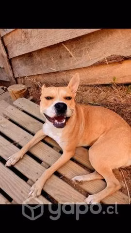 Perrita de antepasados pitbull