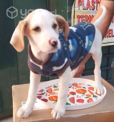 Cachorro en adopción