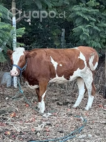 Vaquilla hereford 500kilos