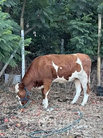 Vaquilla hereford 500kilos