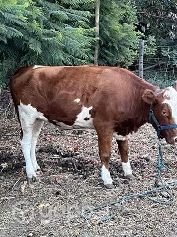 Vaquilla hereford 500kilos