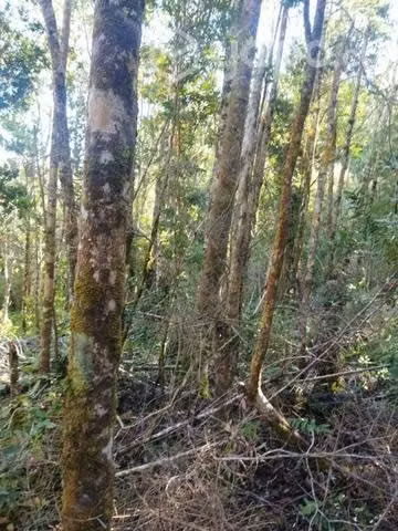 Terreno en chaquihuan - Imagen 12
