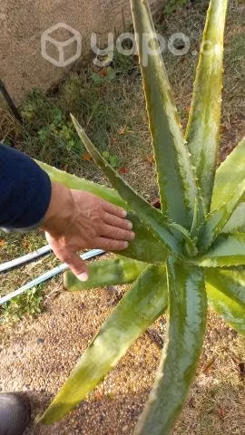 Aloe vera