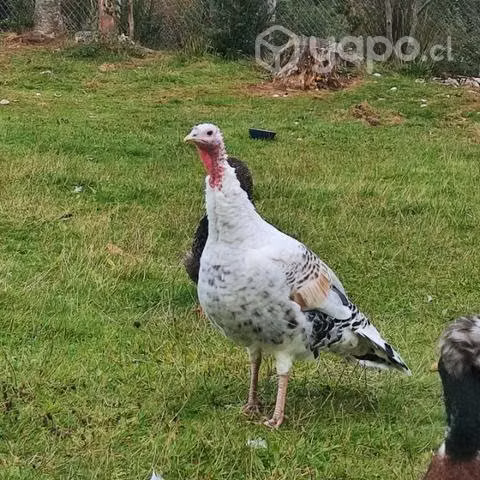 Pareja de pavos