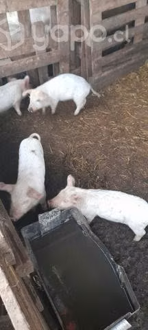 Chanchos de 2 meses - Imagen 3