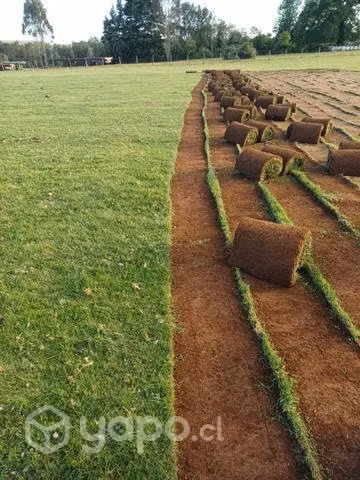 Pasto de alto tráfico x mayor