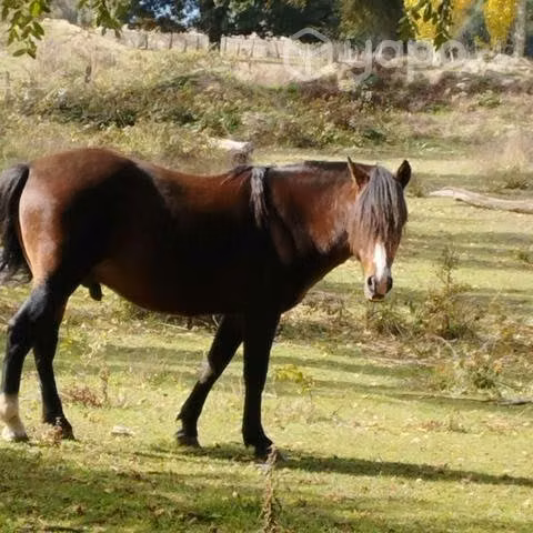 Hermoso caballo - Imagen 3
