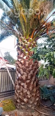 Palma