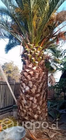 Palma