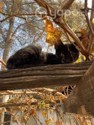 Gatos