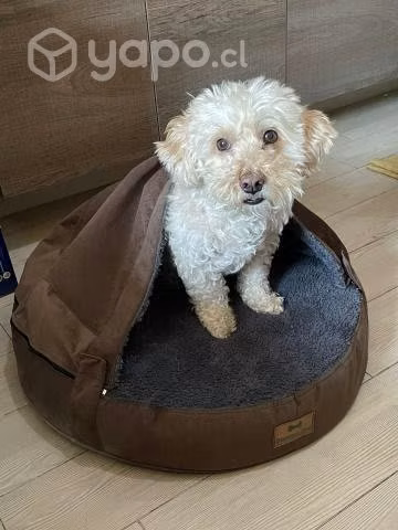 Cama Cueva Iglú Con Capucha Perros Gatos Mascotas