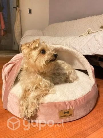 Cama Cueva Iglú Con Capucha Perros Gatos Mascotas