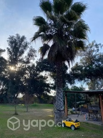 Palmeras grandes