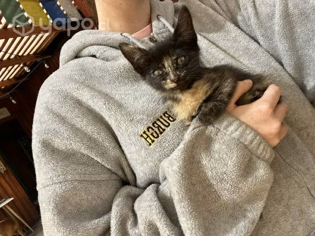Gatita busca hogar
