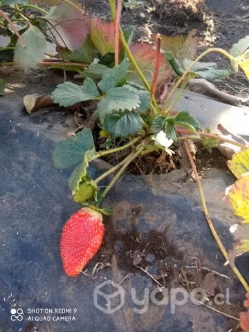 Plantas de alcachofas frutillas y oregano