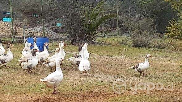 Parcela con casa en Quillota, rol propio - Imagen 16