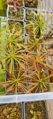 Plantas Carnivoras
