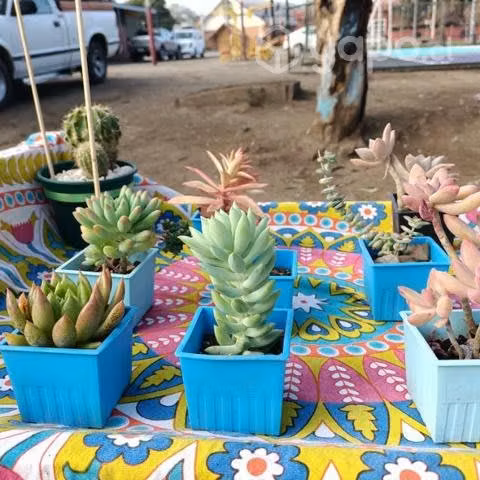 Suculentas & cactus