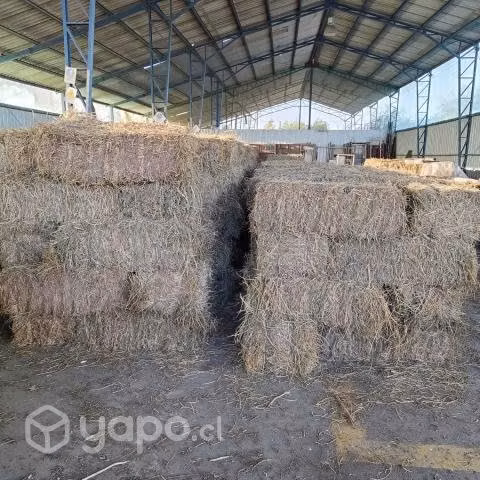 Fardos Alfalfa ACB 450 ultimas unidades