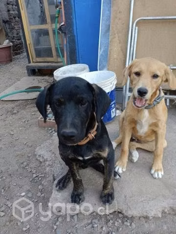 Se dan en adopcion adorables hermanitos