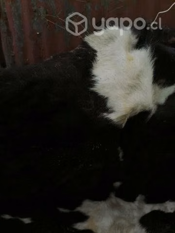CUERO de vaca 170×190 app