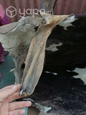 CUERO de vaca 170×190 app