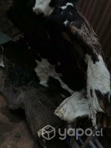 CUERO de vaca 170×190 app