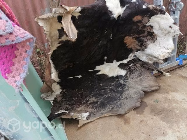 CUERO de vaca 170×190 app