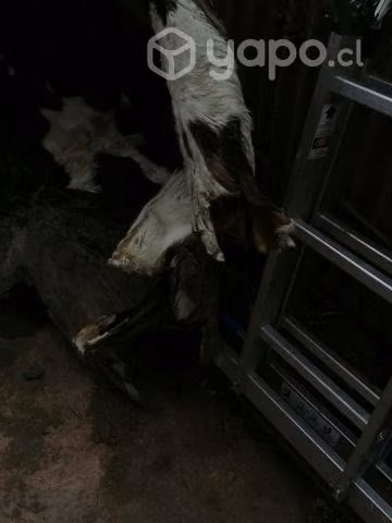CUERO de vaca 170×190 app