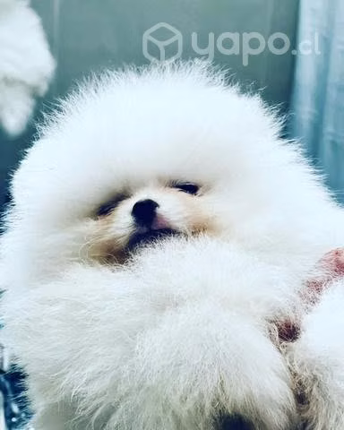 Pomerania