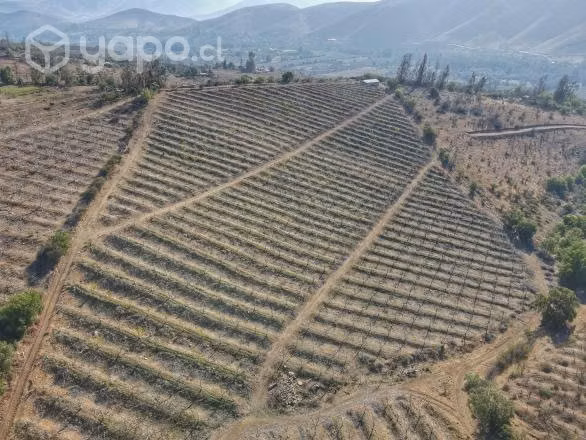 Parcela con 2.000 nogales en Cárcamo, Illapel