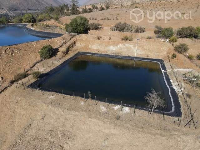 Parcela con 2.000 nogales en Cárcamo, Illapel