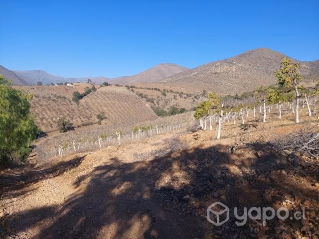 Parcela con 2.000 nogales en Cárcamo, Illapel