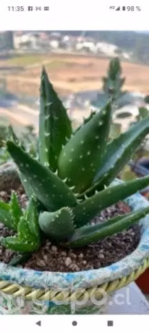 Aloe Vera