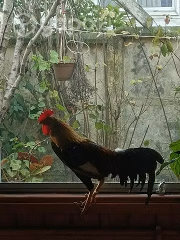 Gallo kikiriki de raza.